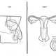 Illustration for article titled Adults Are Laughably Bad at Identifying Human Reproductive Systems